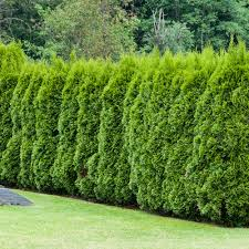 Thuja occidentalis "Smaragd" [5]