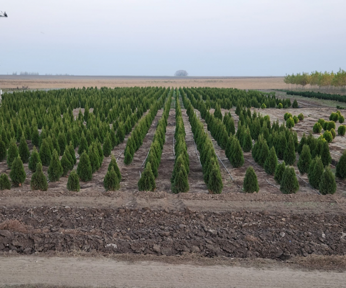 Thuja plicata "Can-Can" [3]