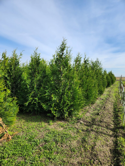 Thuja plicata "Can-Can" [2]