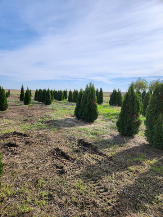 Thuja occidentalis "Smaragd" [4]