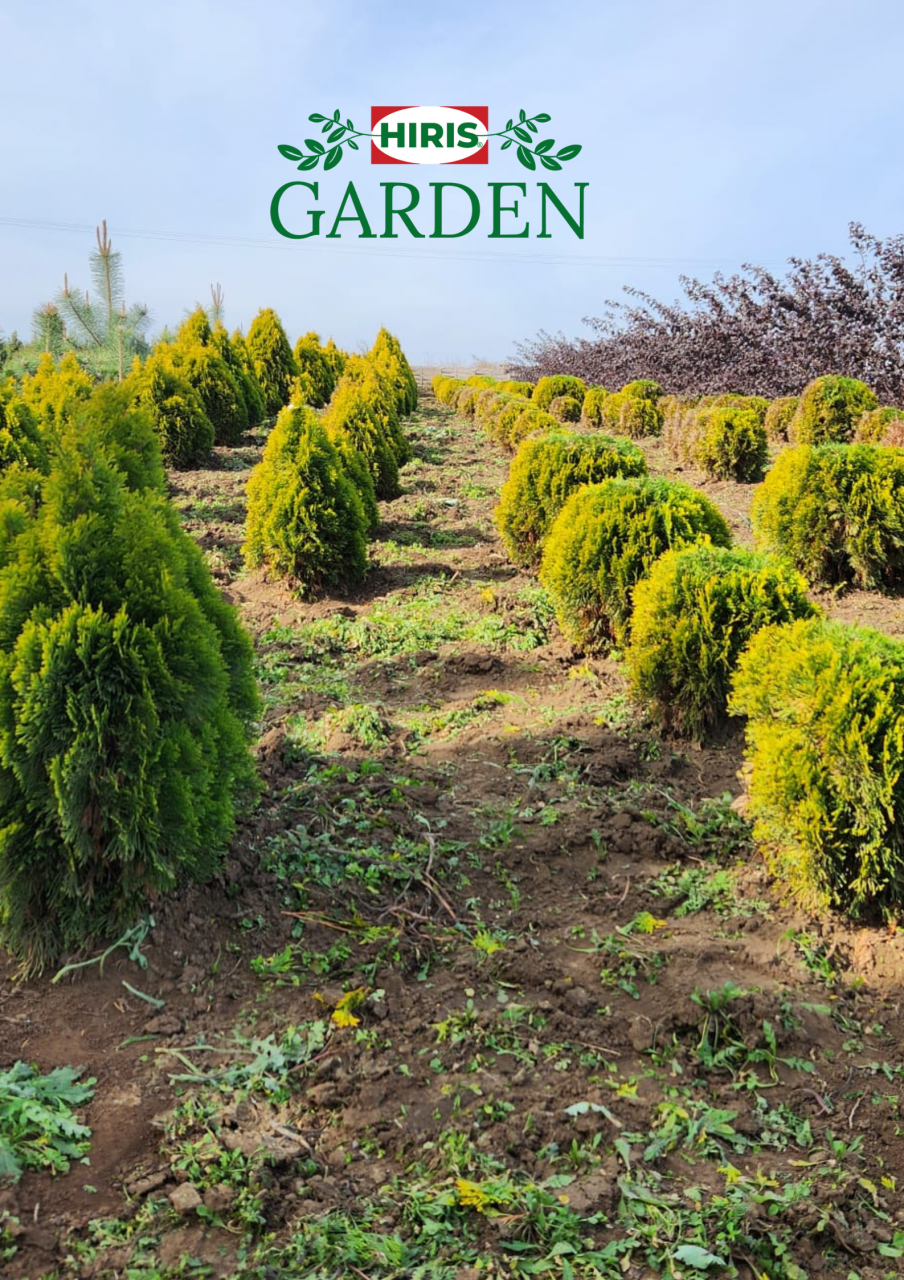 Thuja occidentalis 'Aurea Nana' [1]