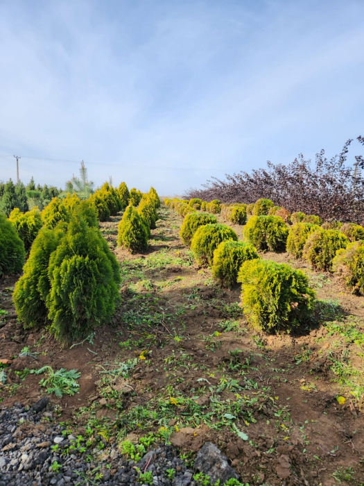 Thuja occidentalis 'Aurea Nana' [4]