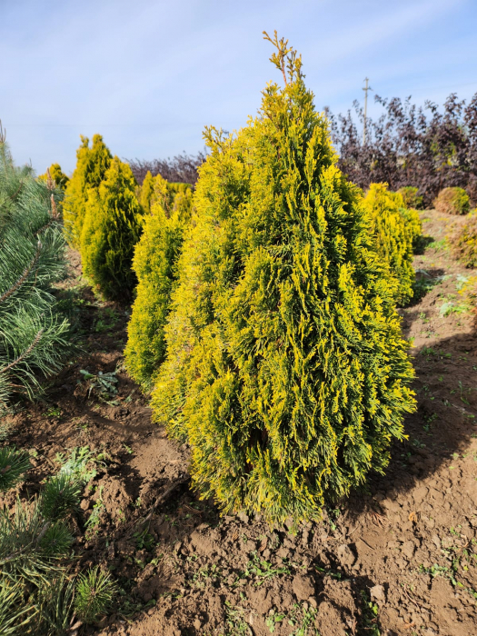 Thuja occidentalis 'Aurea Nana' [3]