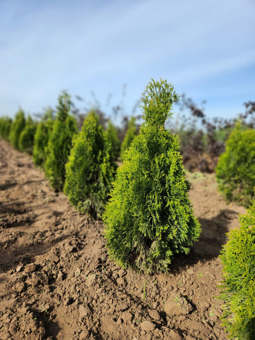 Thuja ( Tuia) Golden Smaragd [2]