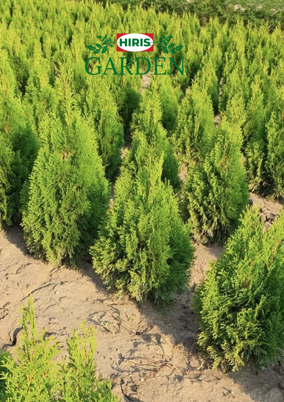 Thuja ( Tuia) Golden Smaragd [1]