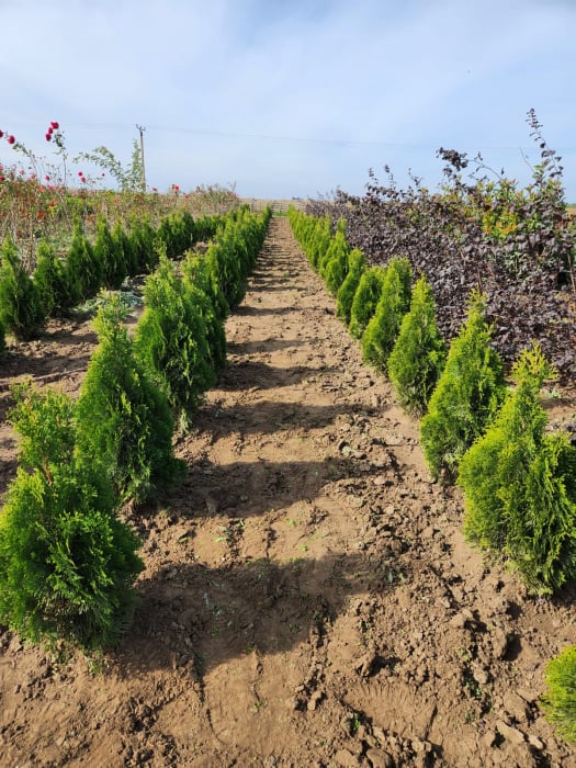 Thuja ( Tuia) Golden Smaragd [4]