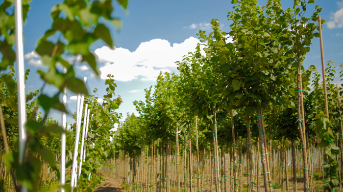 Tilia Platyphyllos (Tei cu frunza mare) [4]