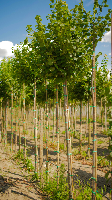 Tilia Platyphyllos (Tei cu frunza mare) [2]