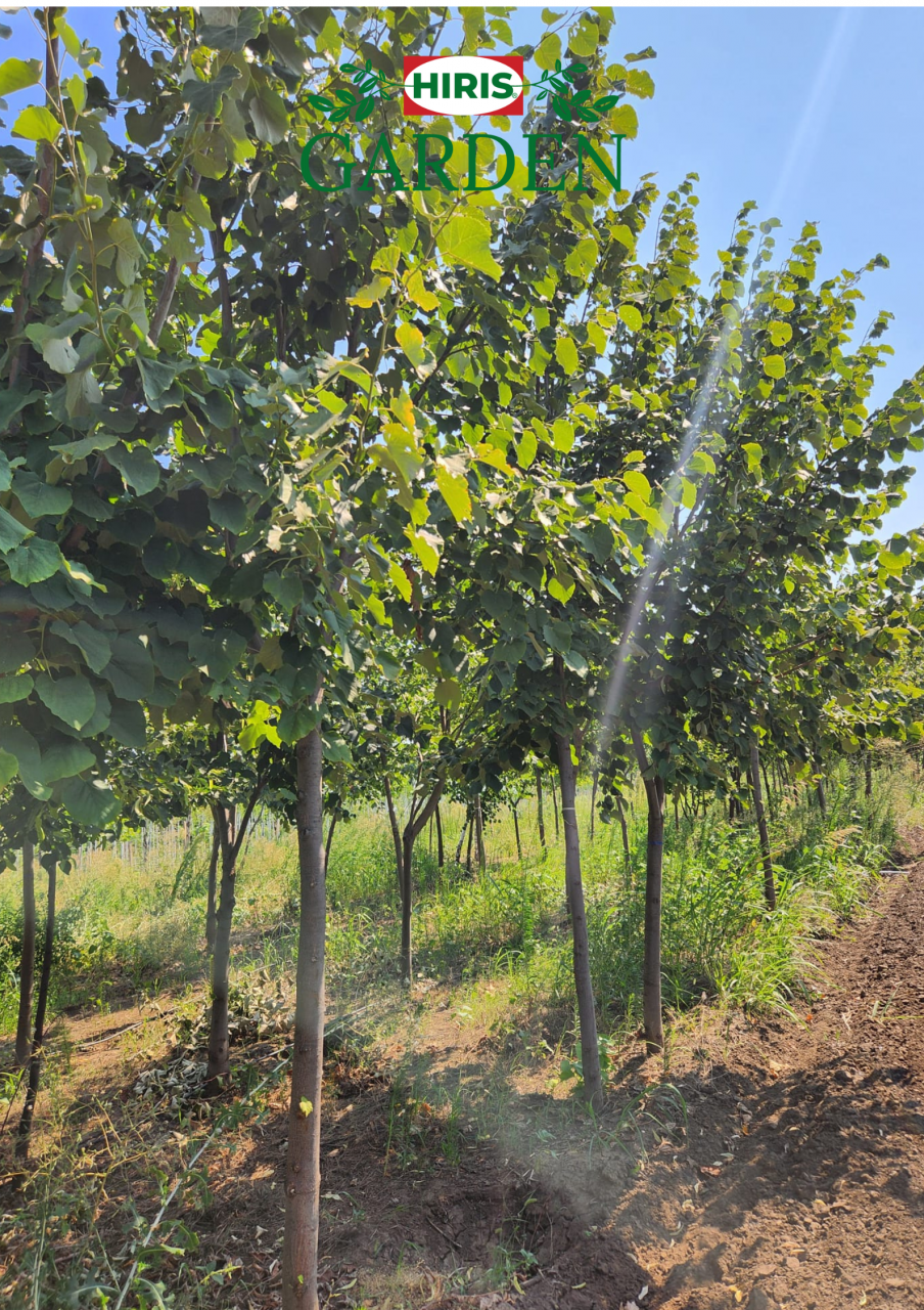 Tilia tomentosa (Tei argintiu) [2]
