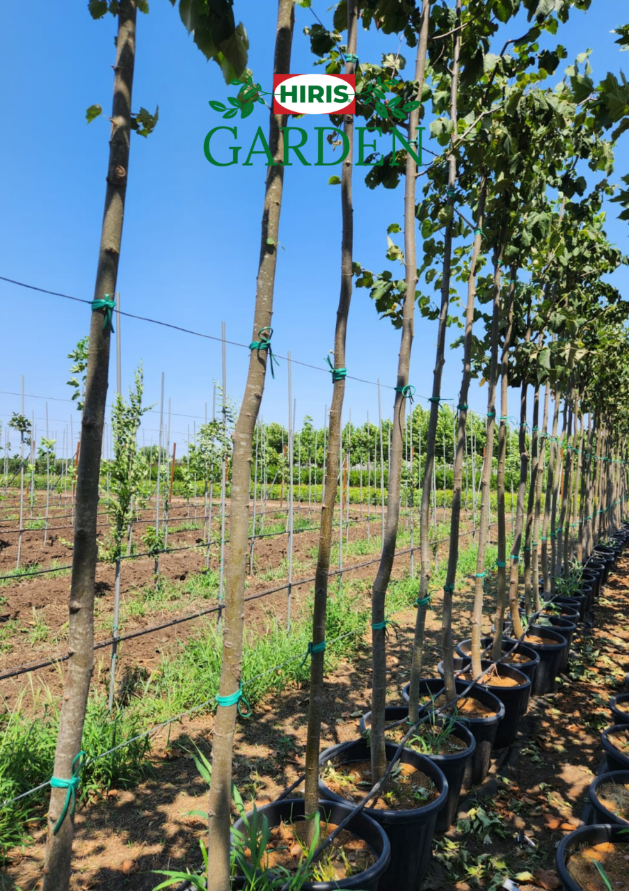 Tei (Tilia )– arbore ornamental, melifer și de umbră, [2]