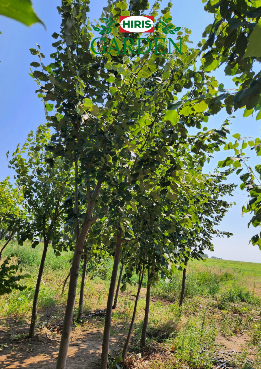 Tilia tomentosa (Tei argintiu) [3]