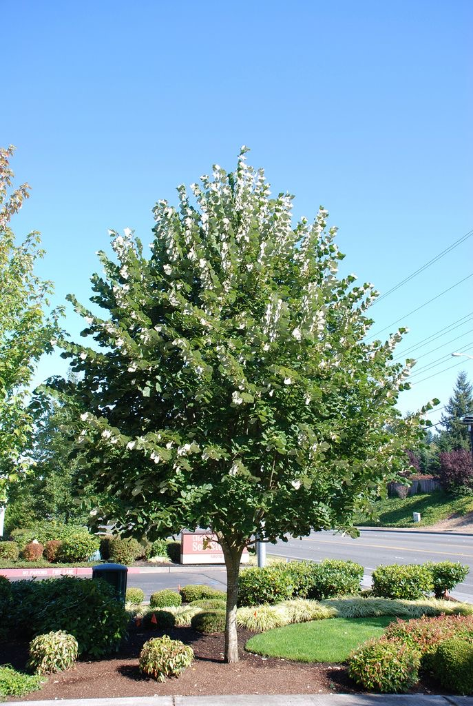 Tilia tomentosa (Tei argintiu) [4]