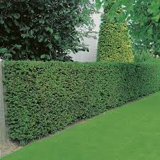 Taxus baccata [2]