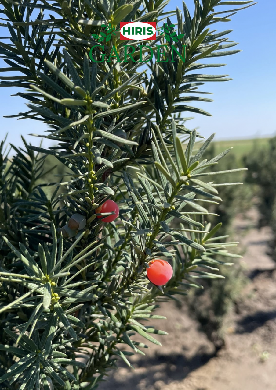 Taxus baccata [1]