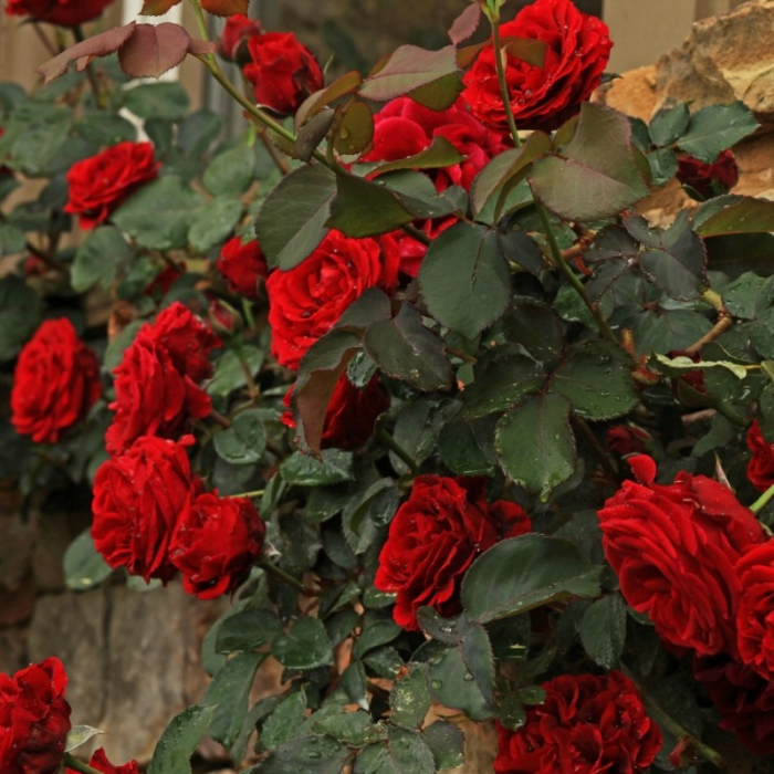 Trandafir Rosu [4]