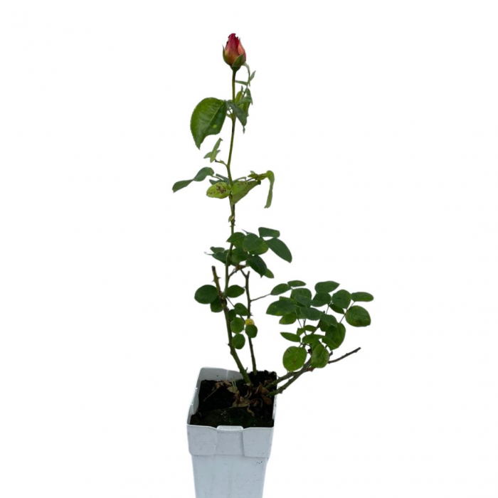 Trandafir Portocaliu [1]