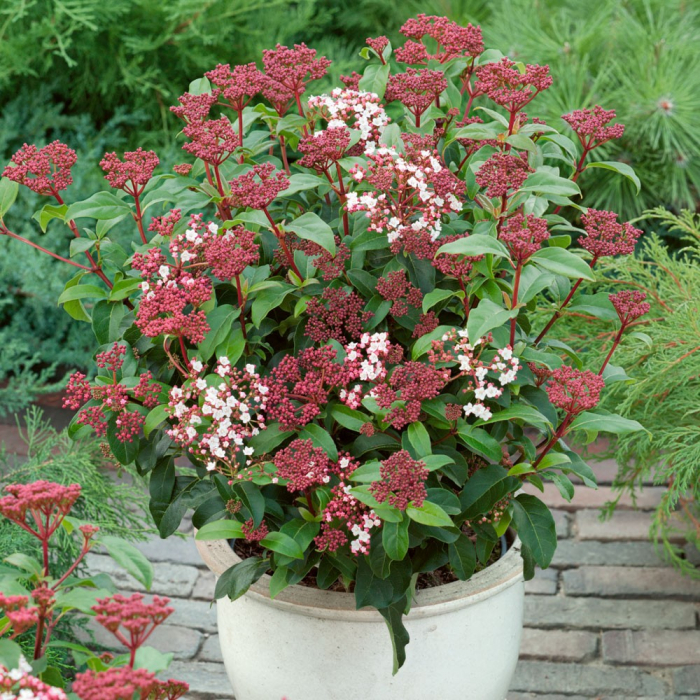 Calin Viburnum tinus 'Spirit' PBR 3040 cm