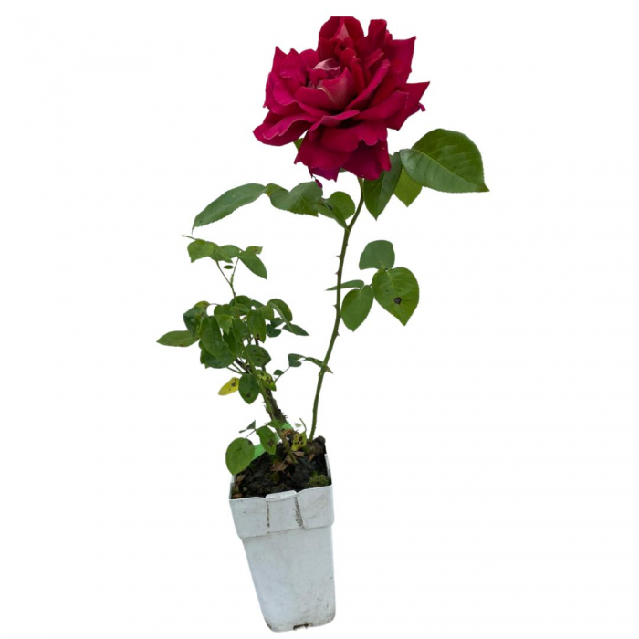 Trandafir Rosu [1]