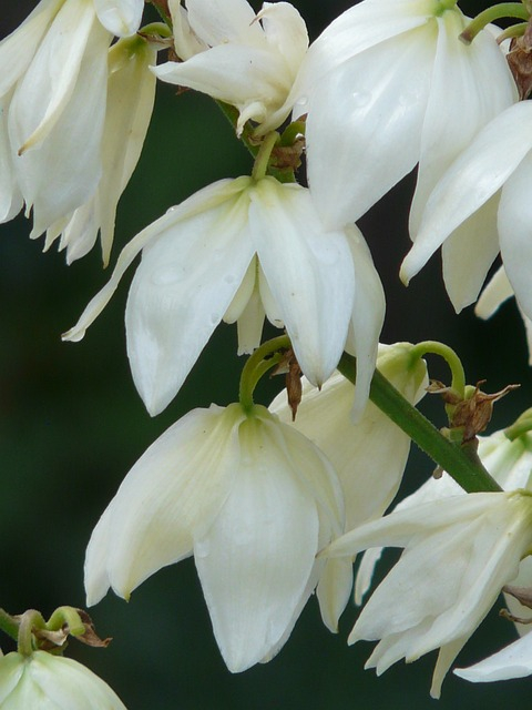 Yucca filamentosa [5]