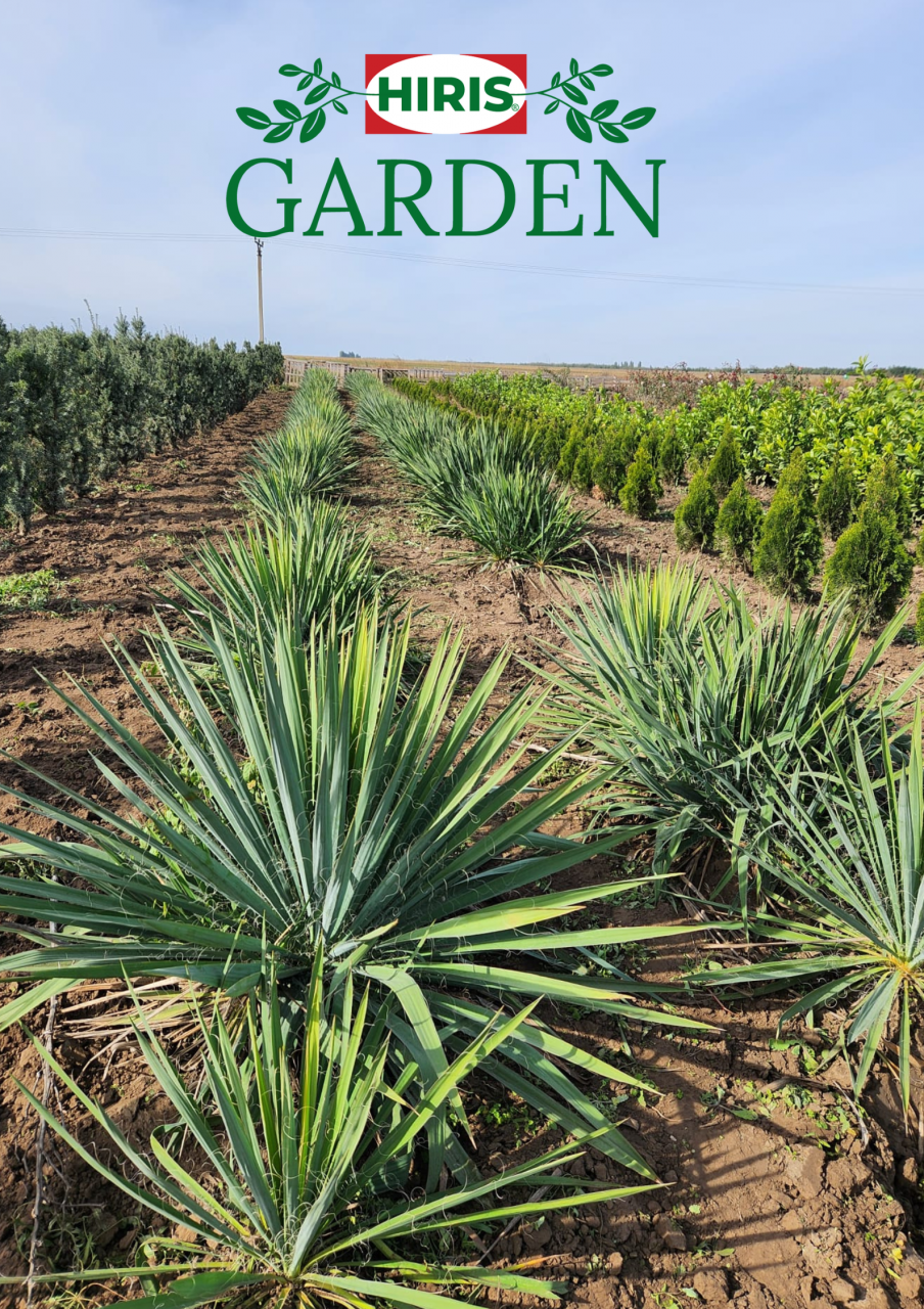Yucca filamentosa [3]