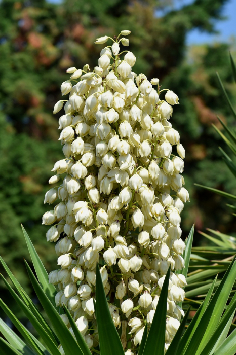 Yucca filamentosa [4]