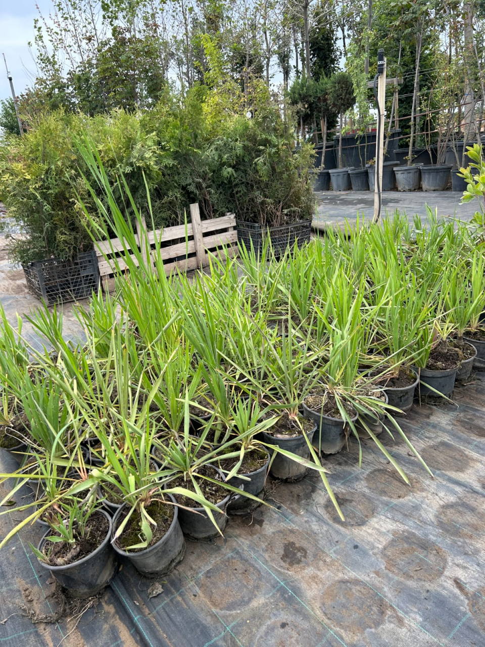 Yucca filamentosa în ghiveci – plantă decorativă exotică pentru interior și exterior” [4]