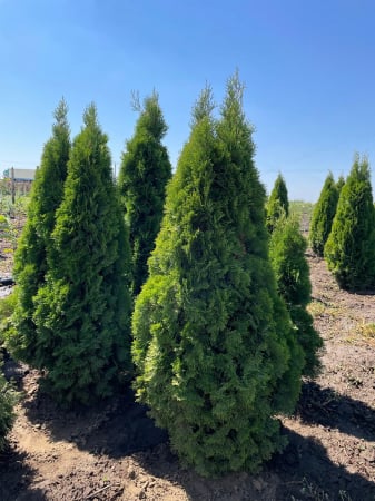 Thuja Occidentalis Smaragd  (Tuia Smaragd) [2]