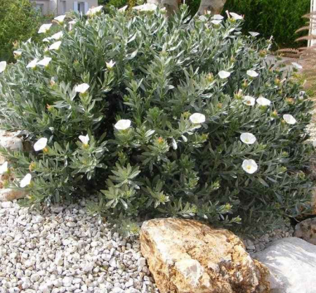 Volbura argintie - Convolvulus cneorum 30-40 cm [0]