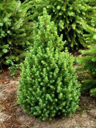 Molid - Picea glauca Conica december [1]