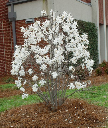 Magnolia stellata 50-60 cm [2]