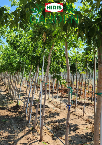 Arbori - Acer Negundo (Arțar American)