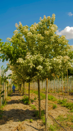 Arbori - Acer negundo Flamingo – arțar ornamental în 3 culori