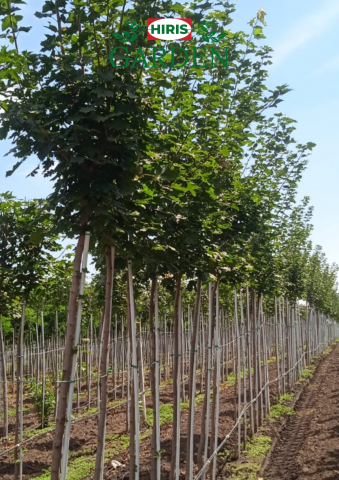 Arbori - Acer Platanoides (Paltin de câmp)
