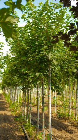 Arbori - Acer platanoides – paltin de câmp ornamental