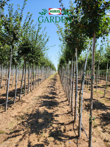 Arbori - Acer Platanoides ( Paltin de camp )