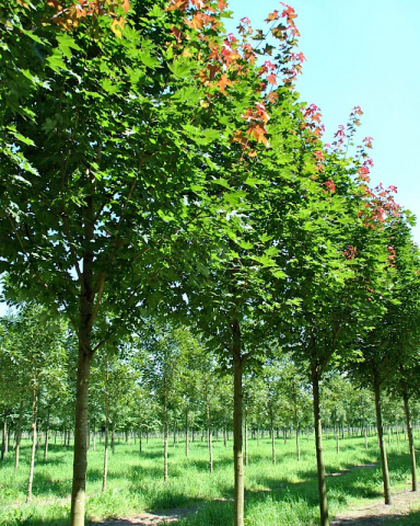 Arbori - Acer pseudoplatanus Paltinul de munte )