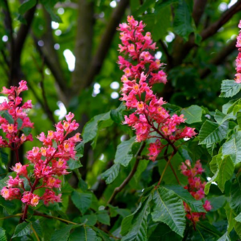 Aesculus carnea Briottii ( Castan roșu ) [3]