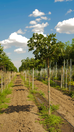 Arbori - Aesculus hippocastanum – castan alb ornamental