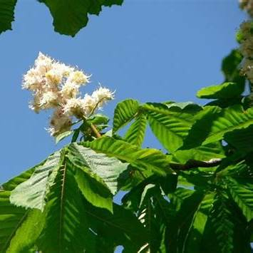Aesculus Hippocastanum (Castan Alb) [1]