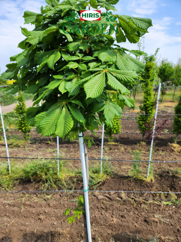 Arbori - Aesculus Hippocastanum (Castan Alb)