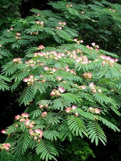 Arbori - Albizia julibrissin (Arbore de mătase)