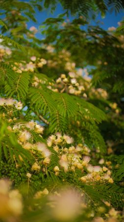 Arbori - Albizia julibrissin – arbore de mătase cu flori roz