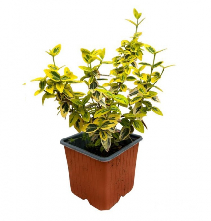 Euonymus Emerald Gold [4]