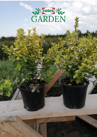 Arbusti - Euonymus Emerald Gold