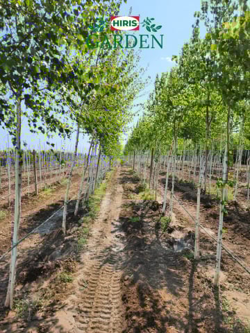 Arbori - Betula Pendula (Mesteacăn)