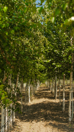 Arbori - Betula pendula – mesteacăn alb ornamental