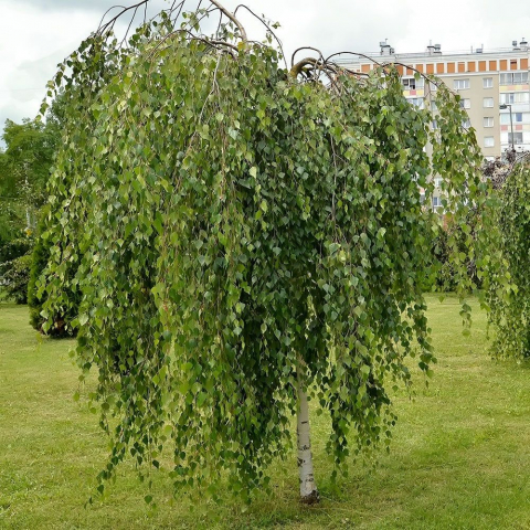 Betula pendula 'Youngii' [3]