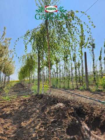 Arbori - Betula pendula 'Youngii'
