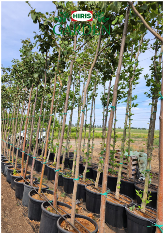 Arbori și arbusti la ghiveci - Carpinus betulus în ghiveci