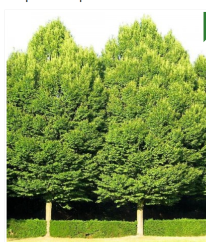 Arbori - Carpinus Betulus (Carpen)